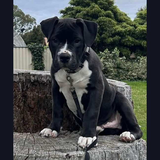 Photo of Bruce