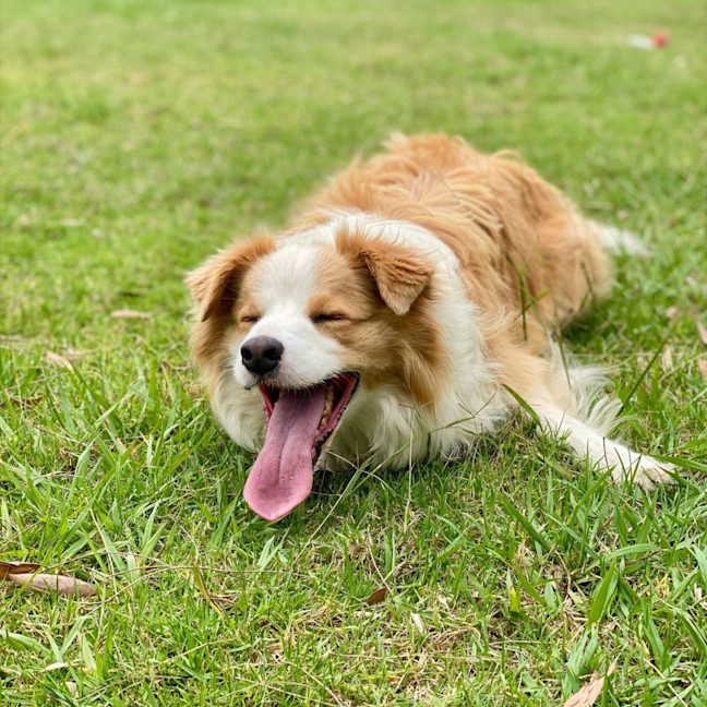 Photo of Ollie The Collie