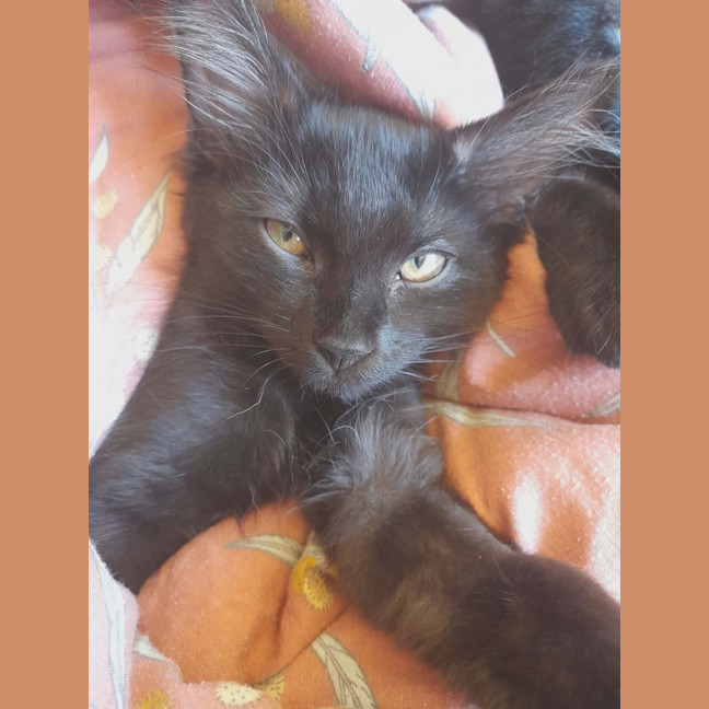 Photo of Penny (Wise)