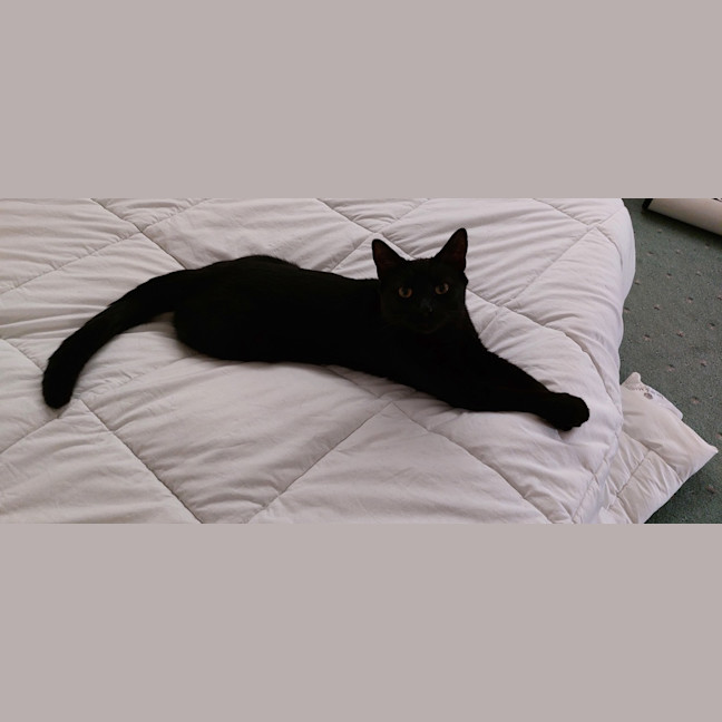 Photo of Salem