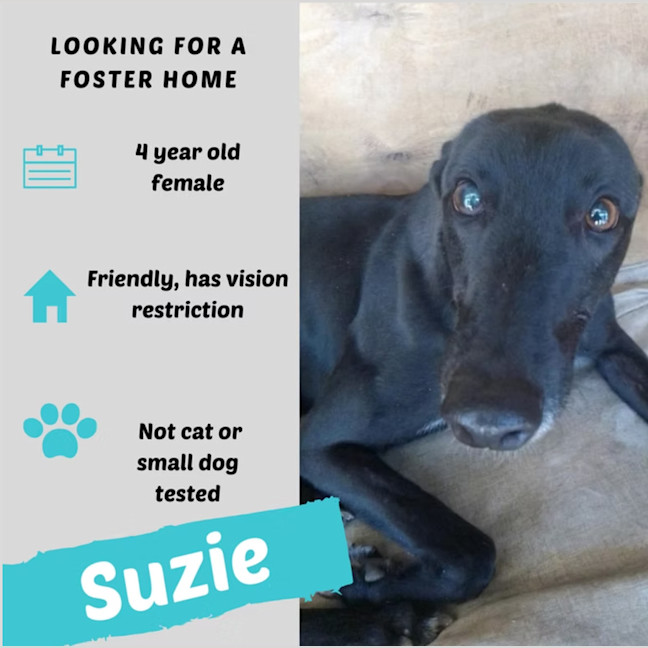 Photo of Suzie
