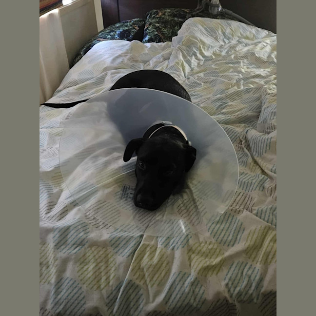 Photo of Blaze