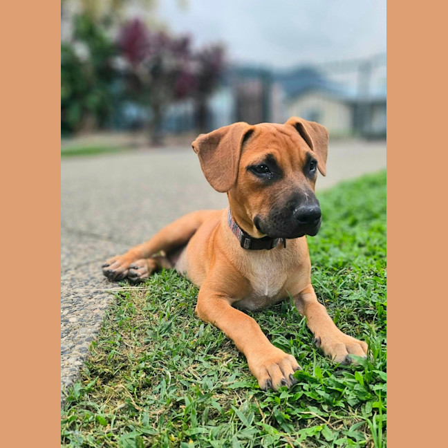 Photo of Dempsey