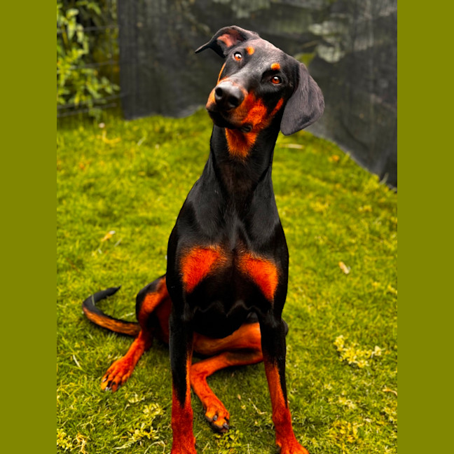 Photo of Ms Z. Von Dobermann