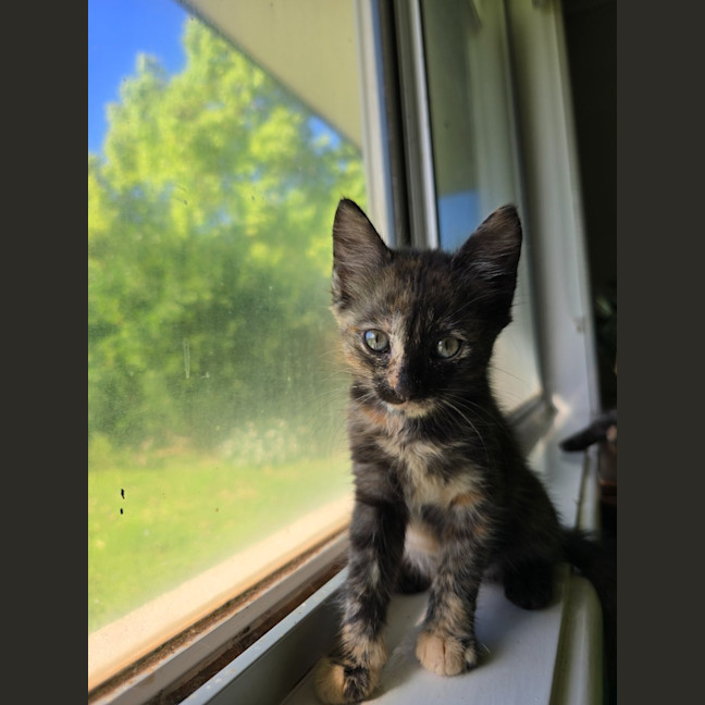 Photo of Paisley