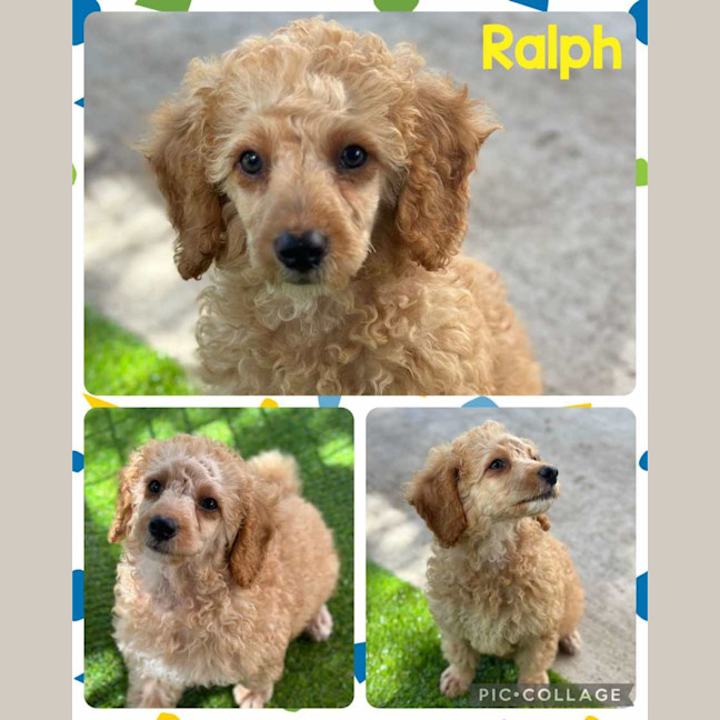 Photo of Ralphie