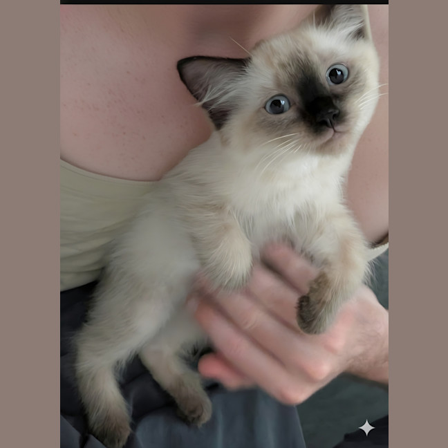 Photo of Marshmallow