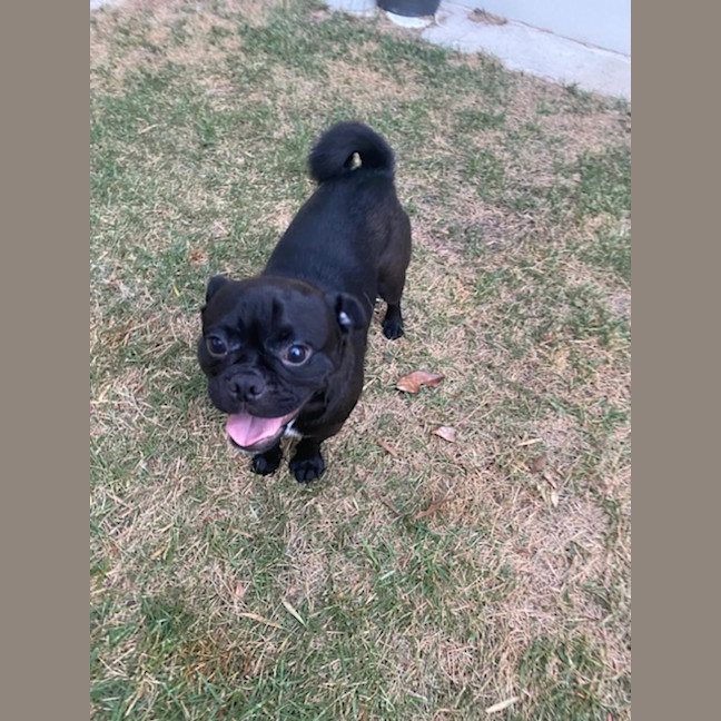 Photo of Toby