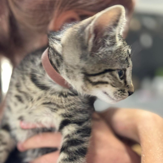 Photo of Pepe Le Pew