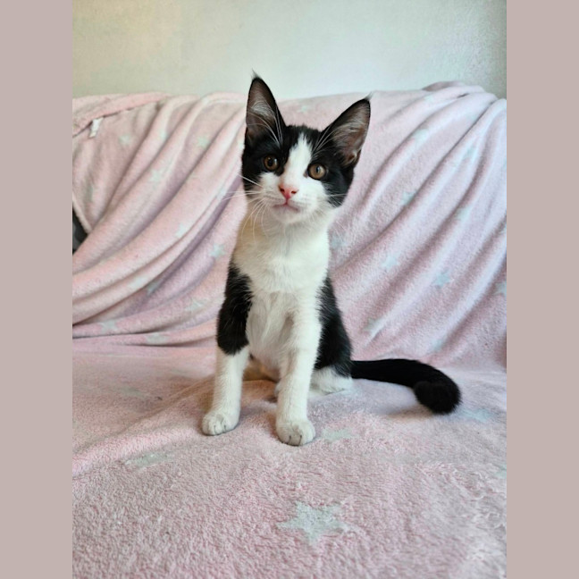 Photo of Nugget
