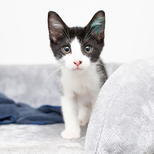 Photo of Little Whimsical 