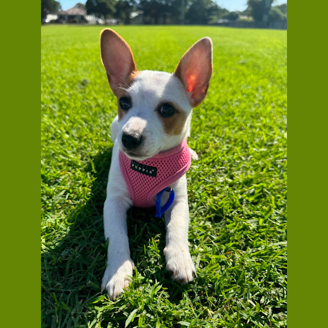 Photo of Birdie   10 Week Old Jack Russell X Fox Terrier