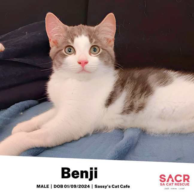 Photo of Benji