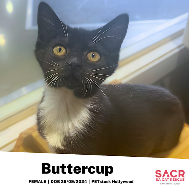 Photo of Buttercup