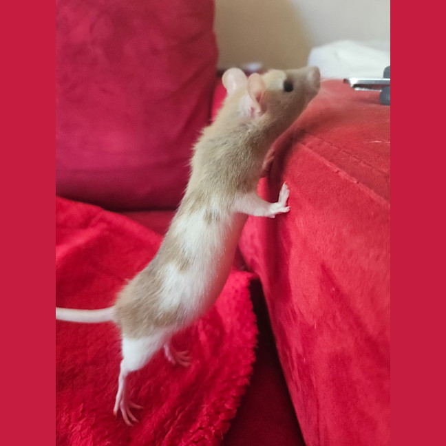 Photo of Rosie