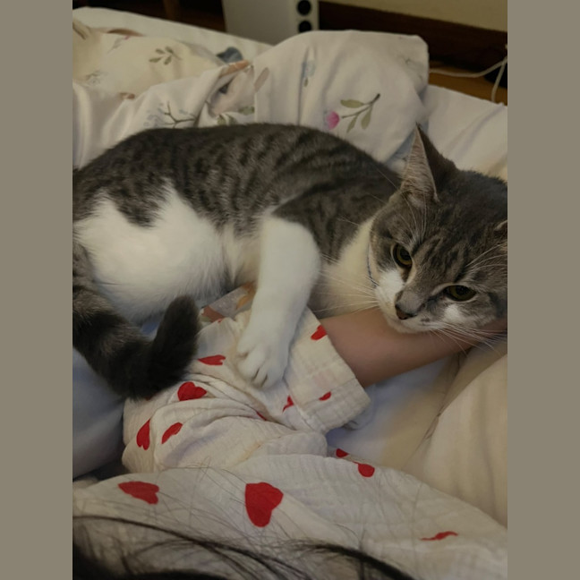Photo of Firecracker