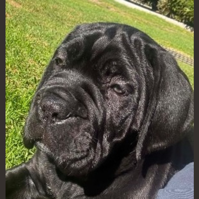 Photo of Shadow