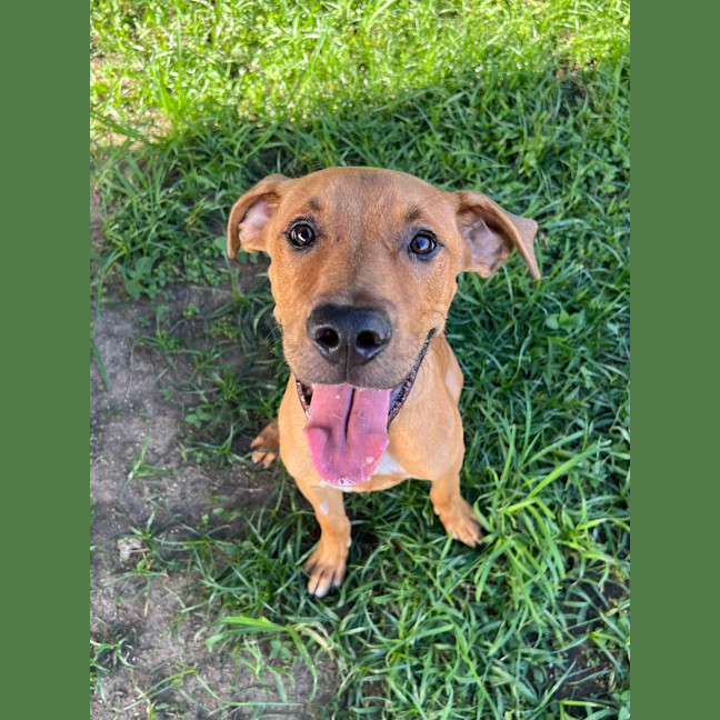 Photo of Chase