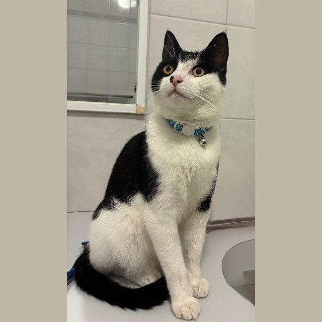 Photo of Kora (Was Echo)