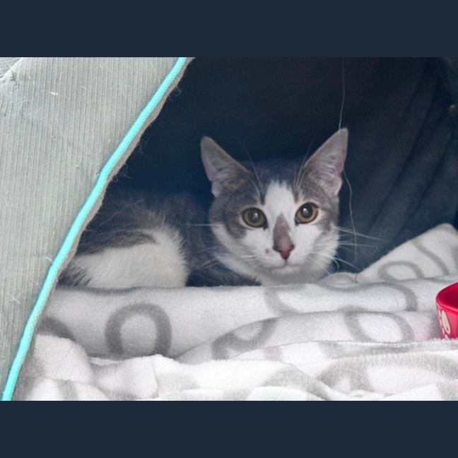 Photo of Smudge