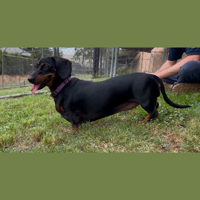 Photo of Lilly