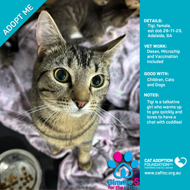 Photo of Tigi Only $40 Limited Time!