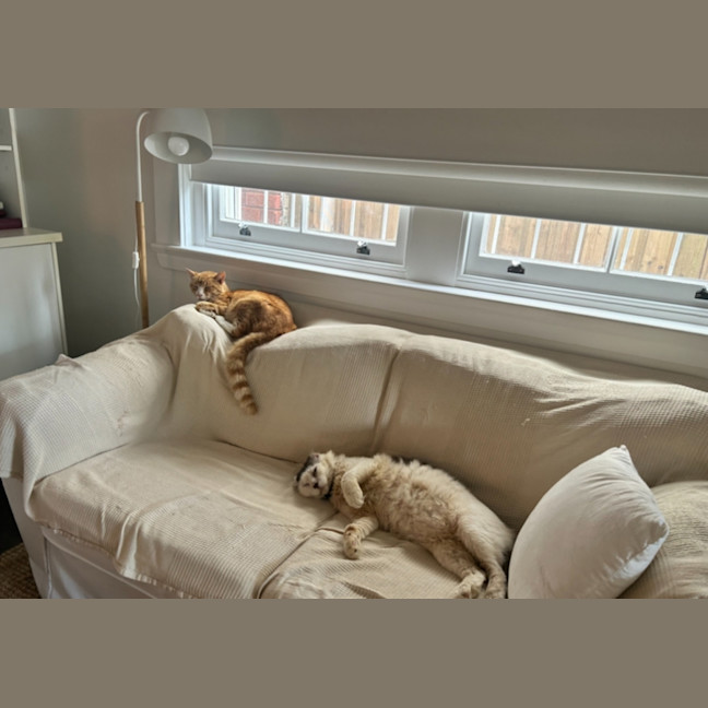Photo of Archie