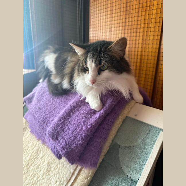 Photo of Minerva (Can Possibly Transport To You)