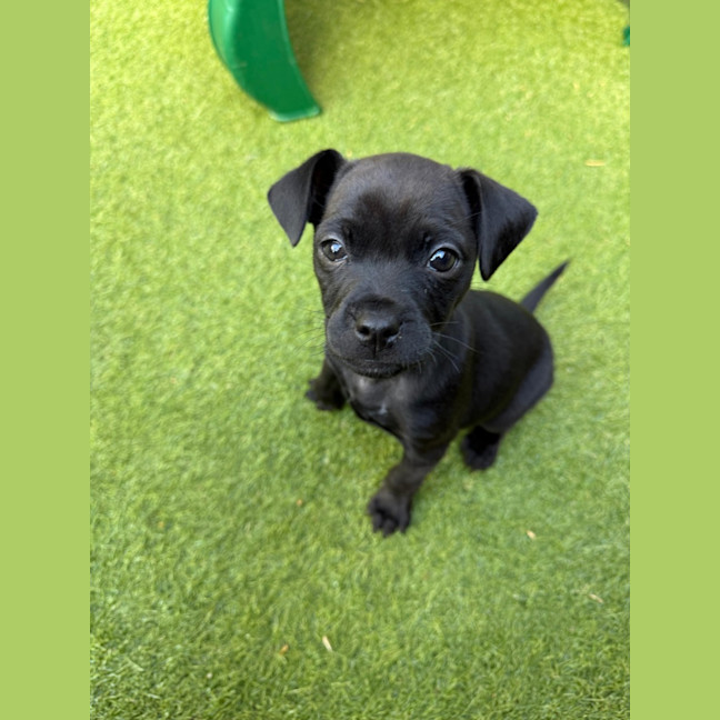 Photo of Zella   8 Week Old Mixed Breed