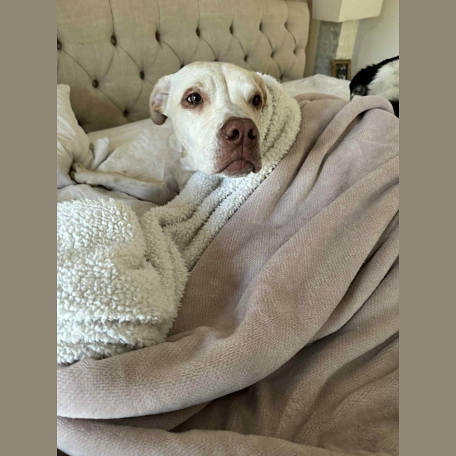 Photo of Sparrow *$250 Adoption Fee* 