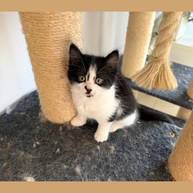 Photo of Ivy