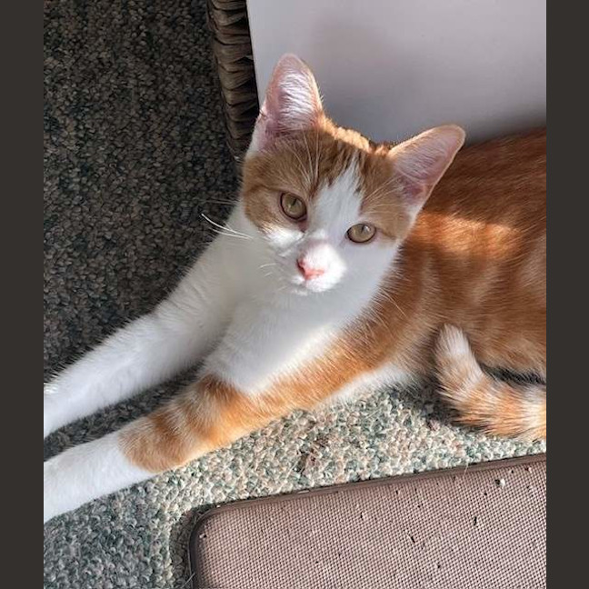 Photo of Whiskers