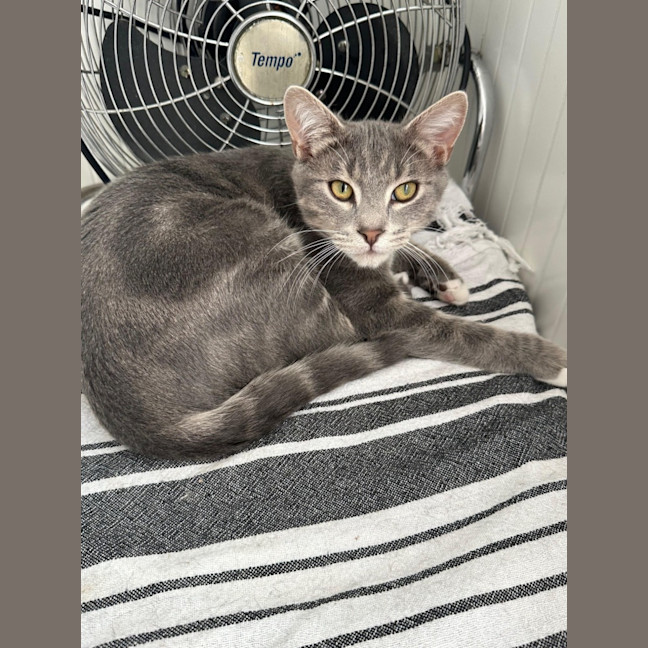 Photo of Louis **2nd Chance Cat Rescue**