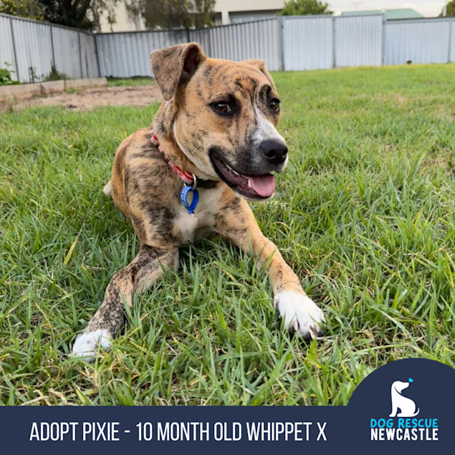 Photo of Pixie   10 Month Old Whippet X (On Trial)