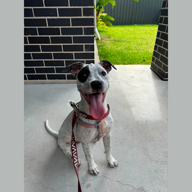 Photo of Shadow   5 Month Old Cattle Dog X 