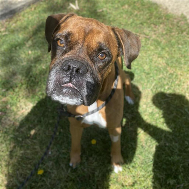 Photo of Brownie