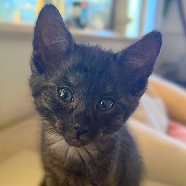 Photo of Amari