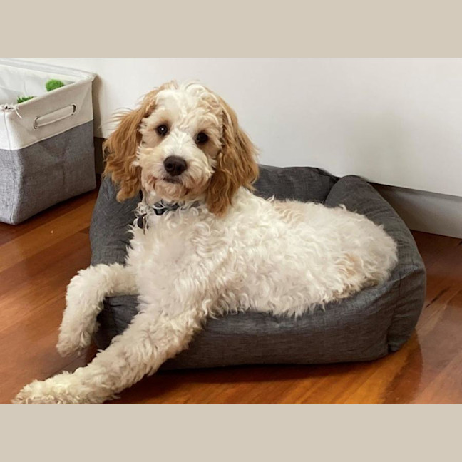 Photo of Teddy Valenti