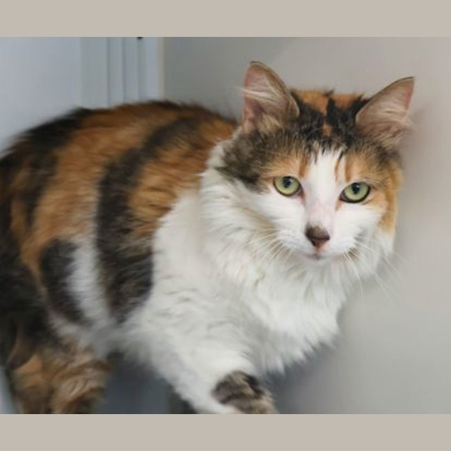 Photo of Honey