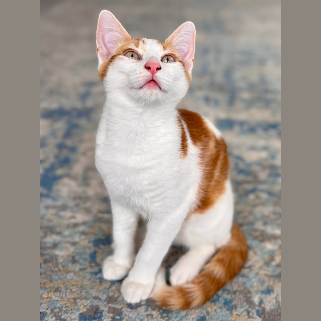 Photo of Crumpet