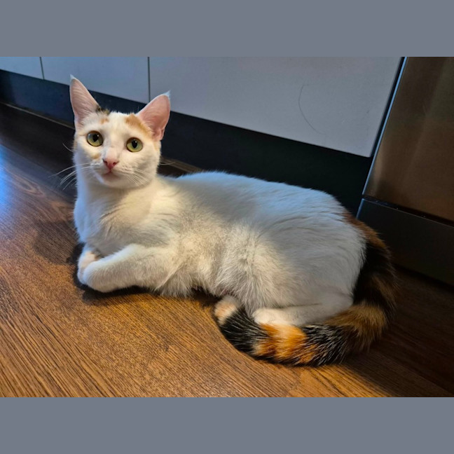 Photo of Mia Meet Me@Petstock Keysborough Store 