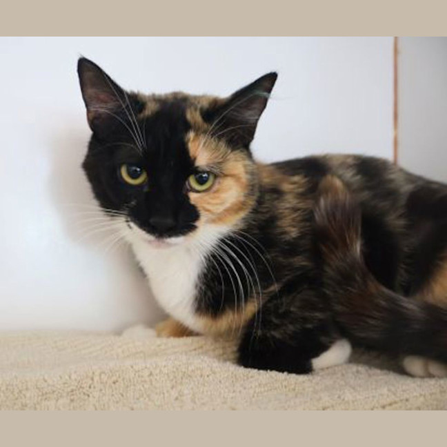 Photo of Nutmeg