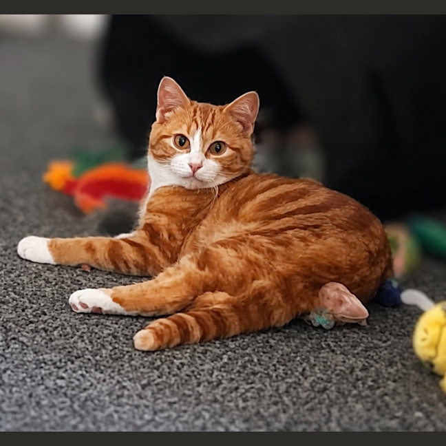 Photo of Garfield