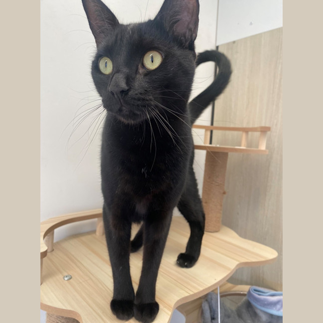 Photo of C1403 Mario