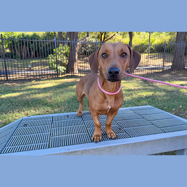 Photo of Portia