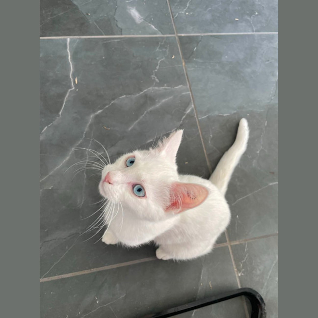 Photo of Chip