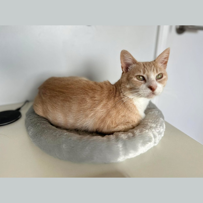 Photo of Raphael *9 Lives Project Rescue*