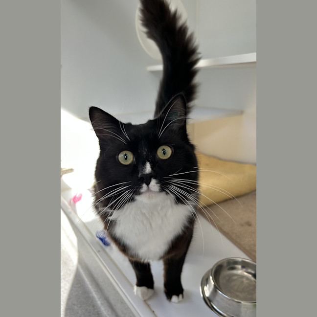 Photo of Cosmo