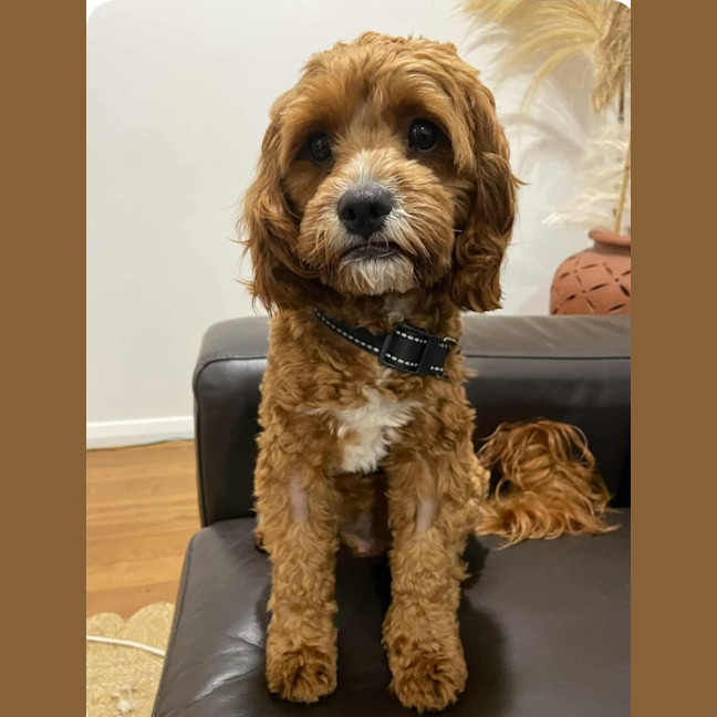 Photo of Kai And Kobi