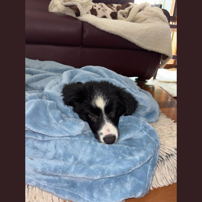 Photo of Lemon